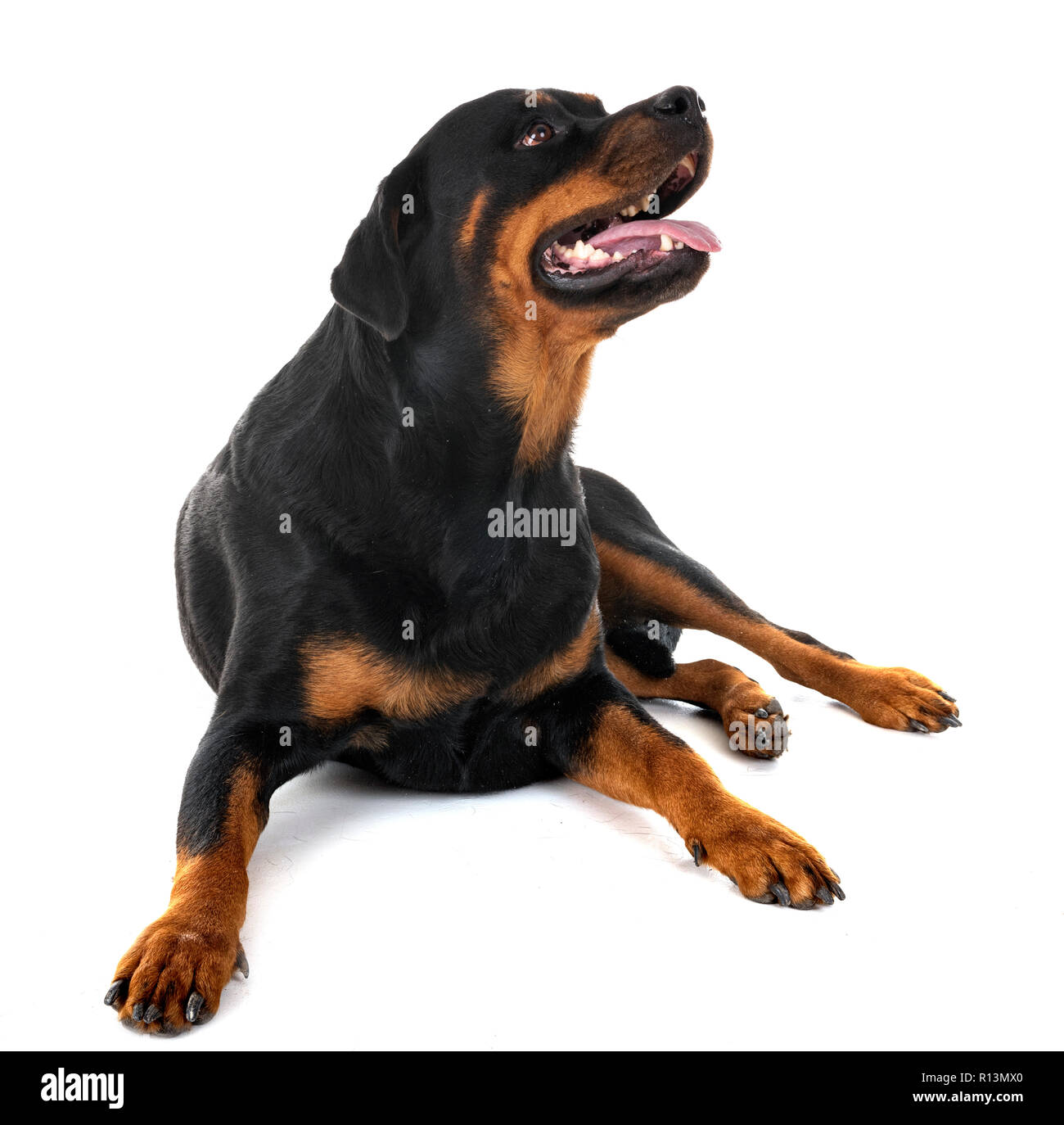 Purebred Rottweiler purebred rottweiler in front of white background Stock Photo - Alamy