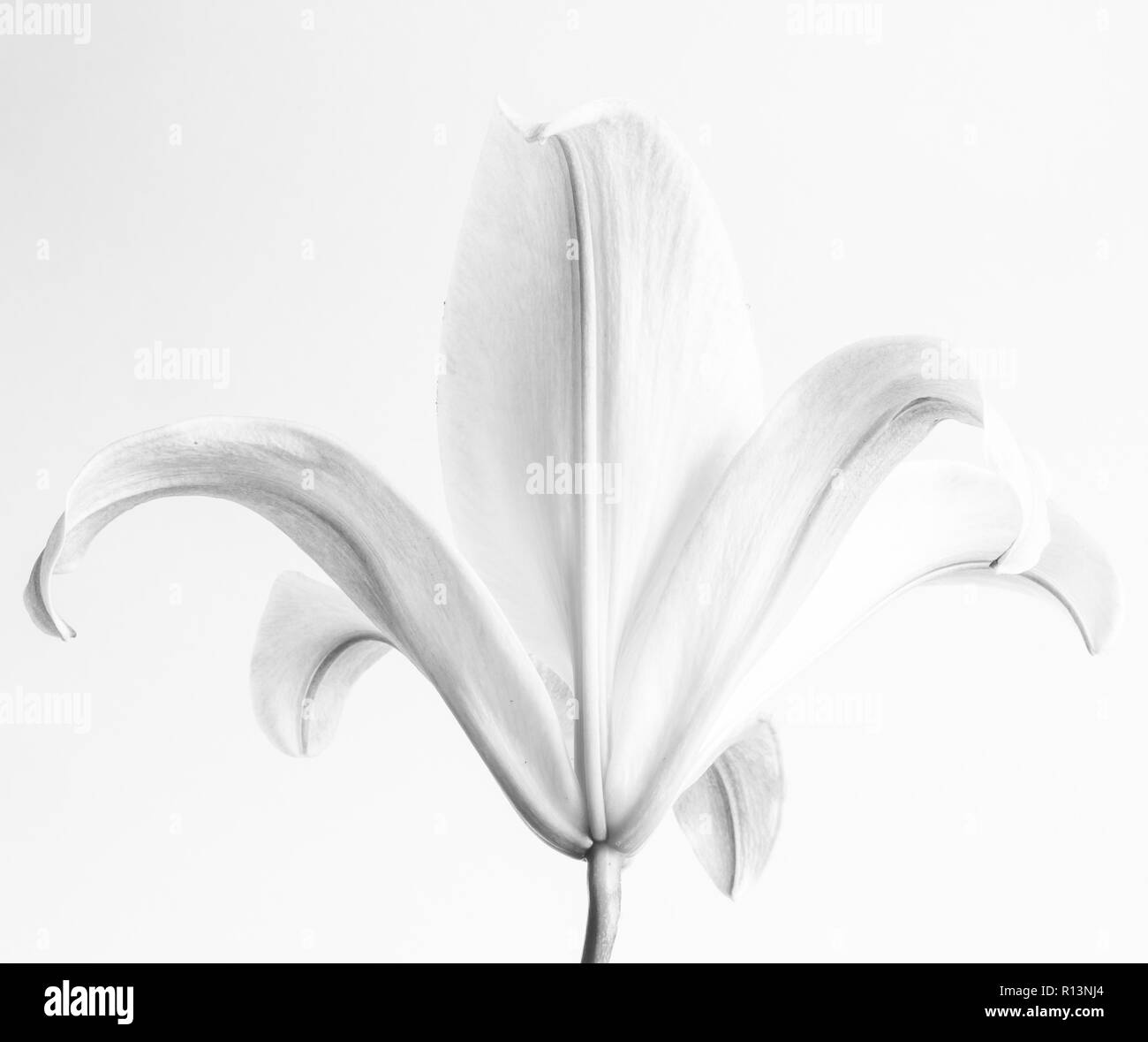 Single Lily flower side view in black and white, monochrome, interior shot Stock Photo