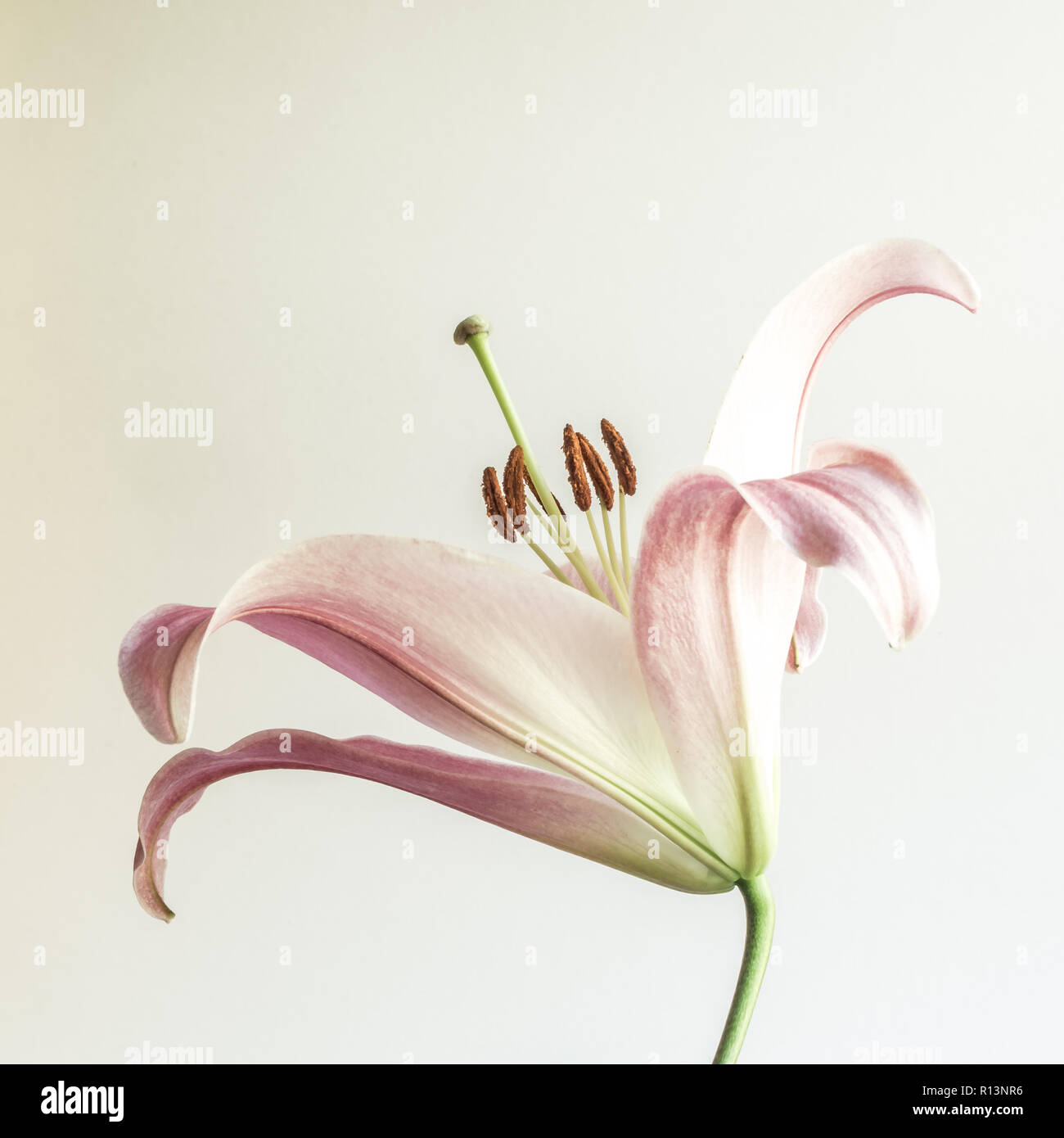 Lily flower side shot with stamen showing pink and green colours Stock