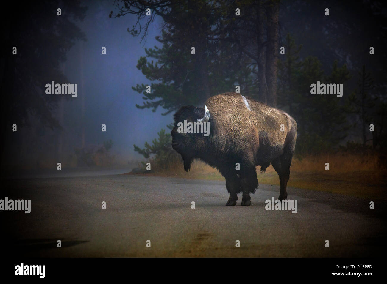 WY03521-00...WYOMING - Bison in the fog near Madison Junction of Yellowstone National Park. Stock Photo