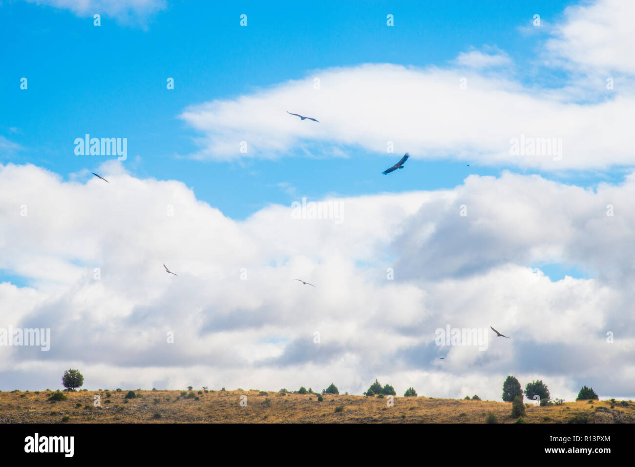 Vultures flying. Hoces del Duraton Nature Reserve, Segovia province, Castilla Leon, Spain. Stock Photo