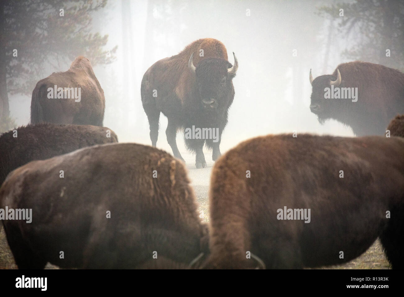 WY03525-00...WYOMING - Bison in the fog near Madison Junction of Yellowstone National Park. Stock Photo