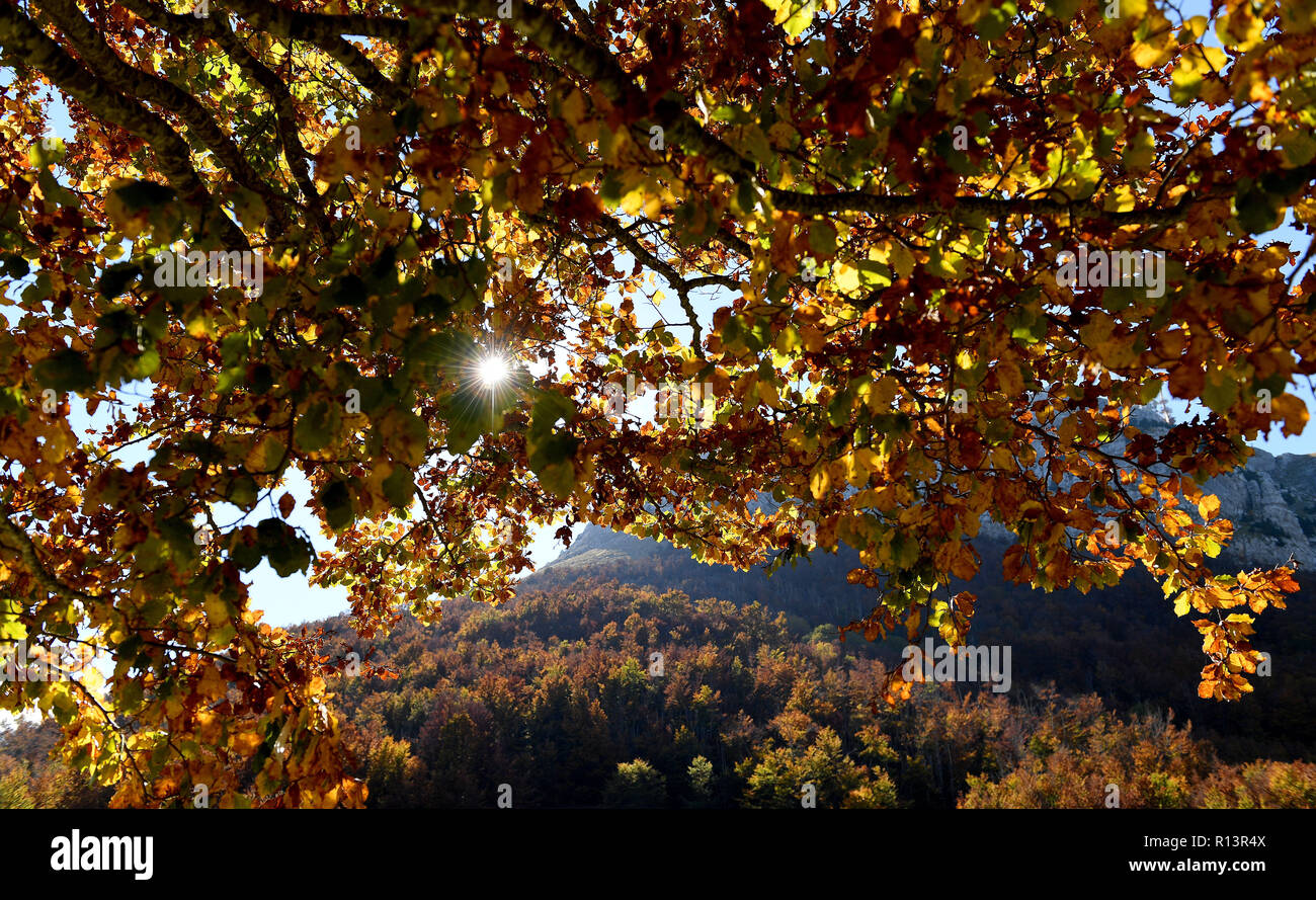 Sun glittering shining through Autumn leaves in Montenegro Stock Photo