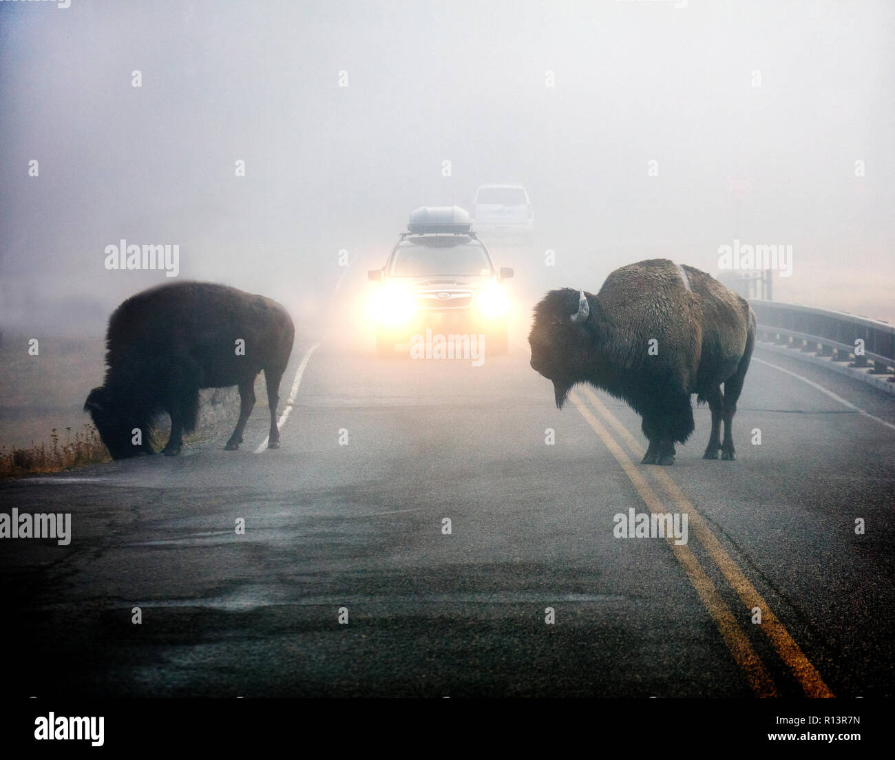 WY03526-00...WYOMING - Bison in the fog near Madison Junction of Yellowstone National Park. Stock Photo