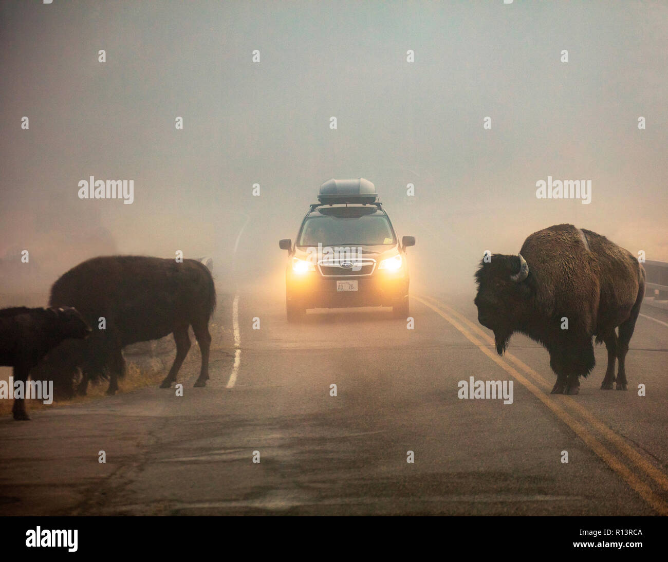 WY03528-00...WYOMING - Bison in the fog near Madison Junction of Yellowstone National Park. Stock Photo