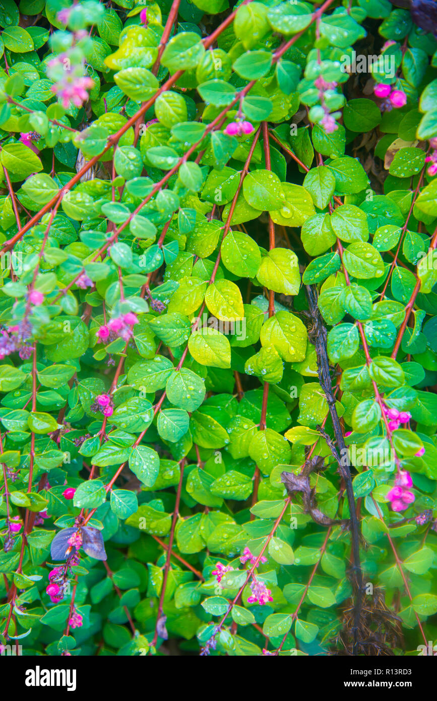 Planta vegetacion hi-res stock photography and images - Alamy