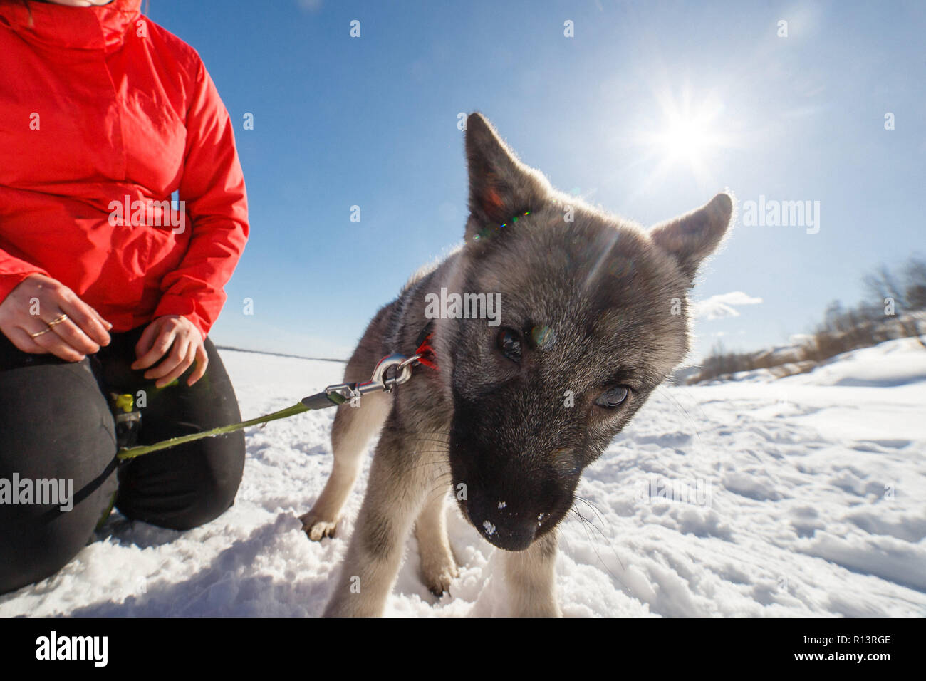 Little puppy Norwegian grey elkhund (norsk elghund grå) playing with owner in winter park Stock Photo