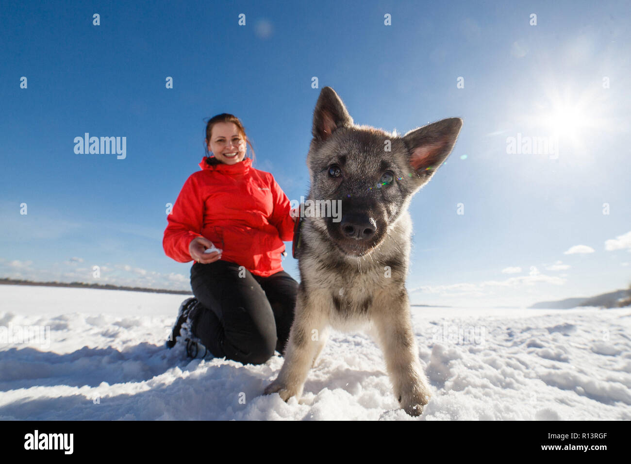Little puppy Norwegian grey elkhund (norsk elghund grå) playing with owner in winter park Stock Photo
