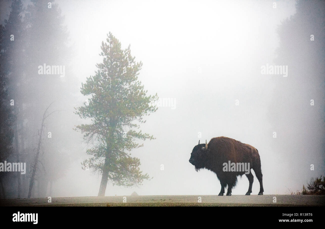 WY03529-00...WYOMING - Bison in the fog near Madison Junction of Yellowstone National Park. Stock Photo
