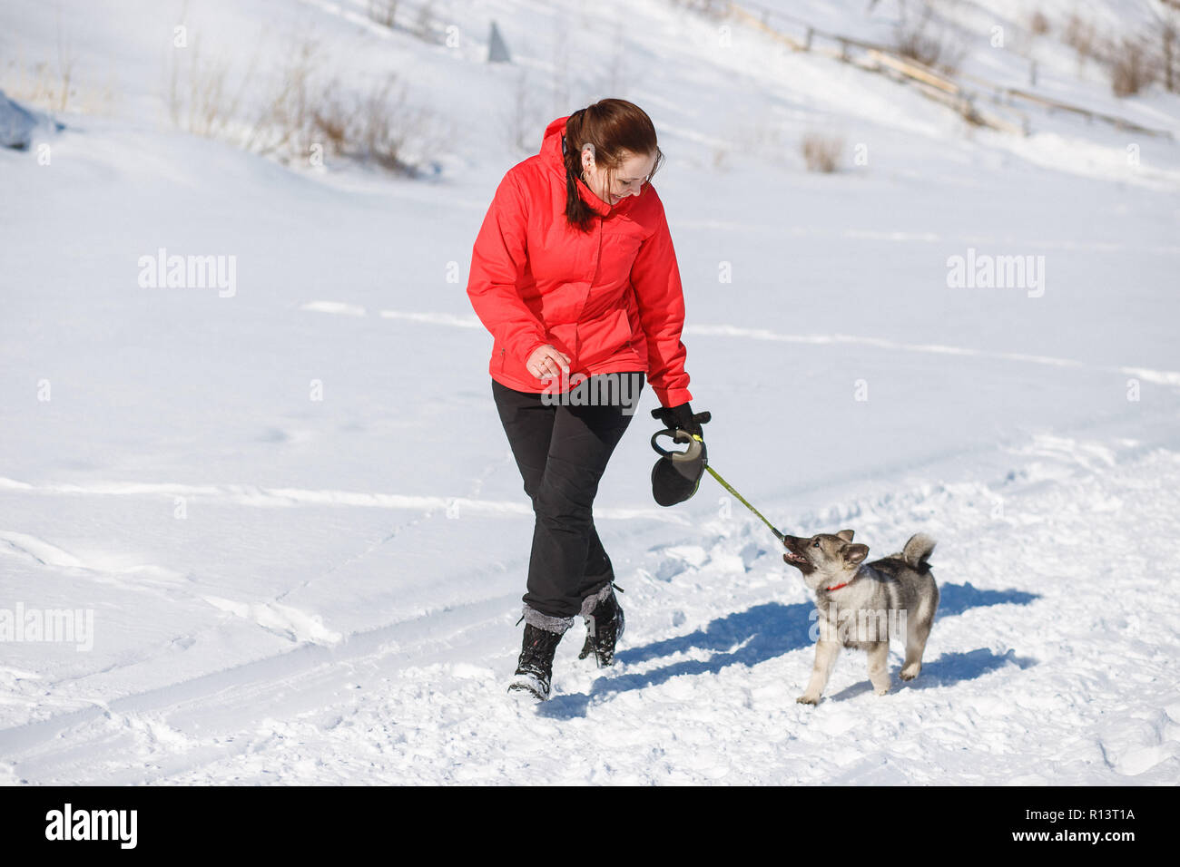 Pretty puppy Norwegian grey elkhund (norsk elghund grå) playing with owner in winter park Stock Photo