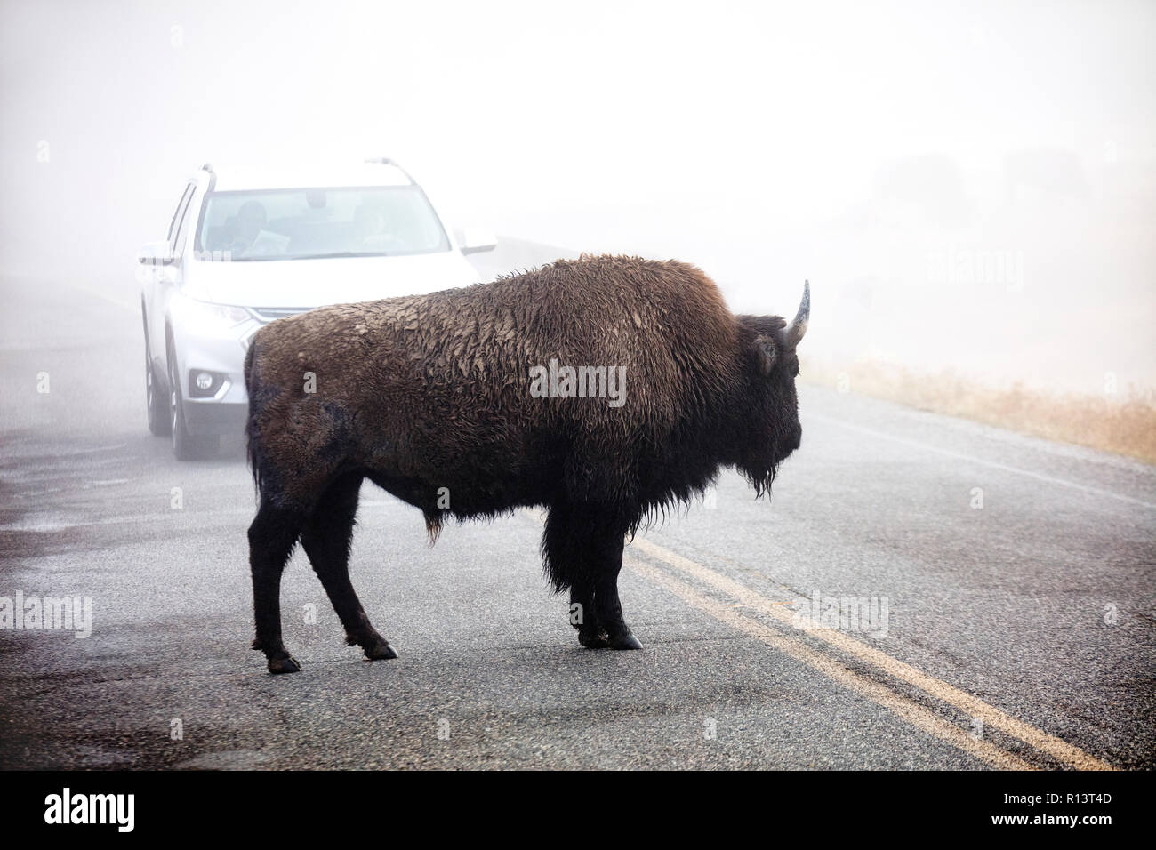 WY03531-00...WYOMING - Bison in the fog near Madison Junction of Yellowstone National Park. Stock Photo
