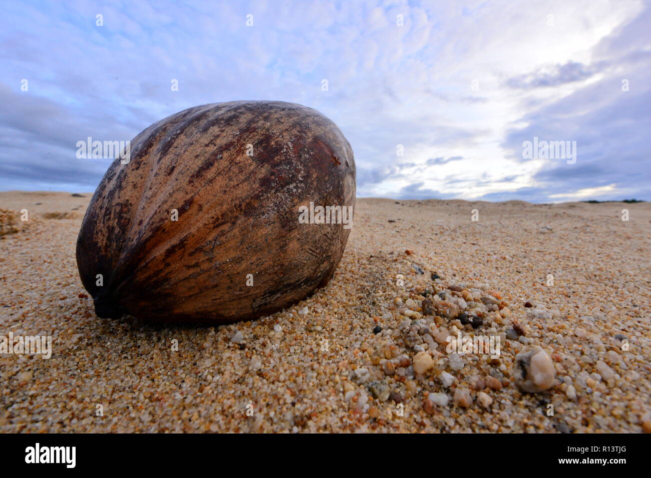 Coconut on a beach in Mexico Stock Photo Alamy