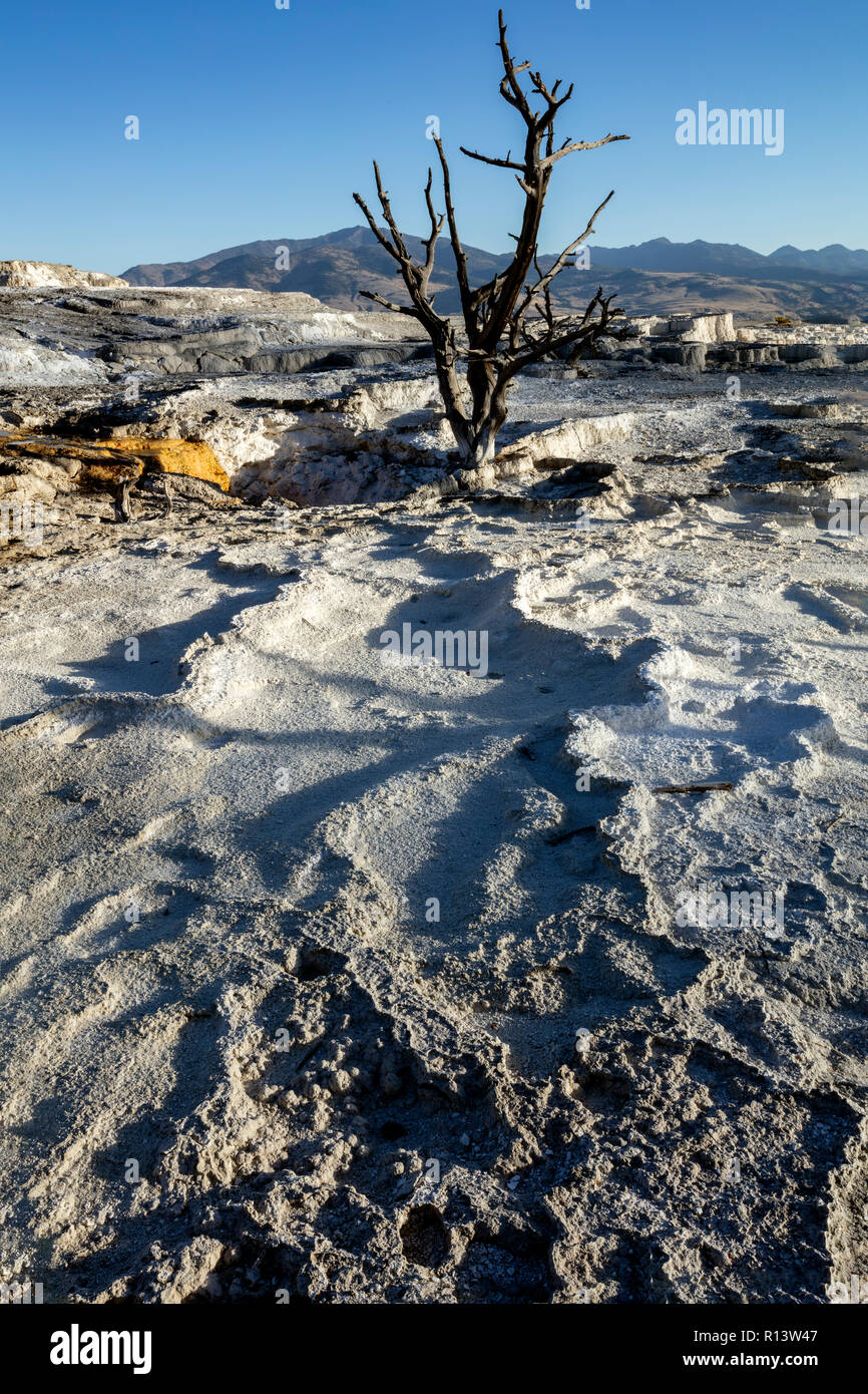 WY03562-00...WYOMING - Upper Terraces of Mammoth Hot Springs in Yellowstone National Park. Stock Photo