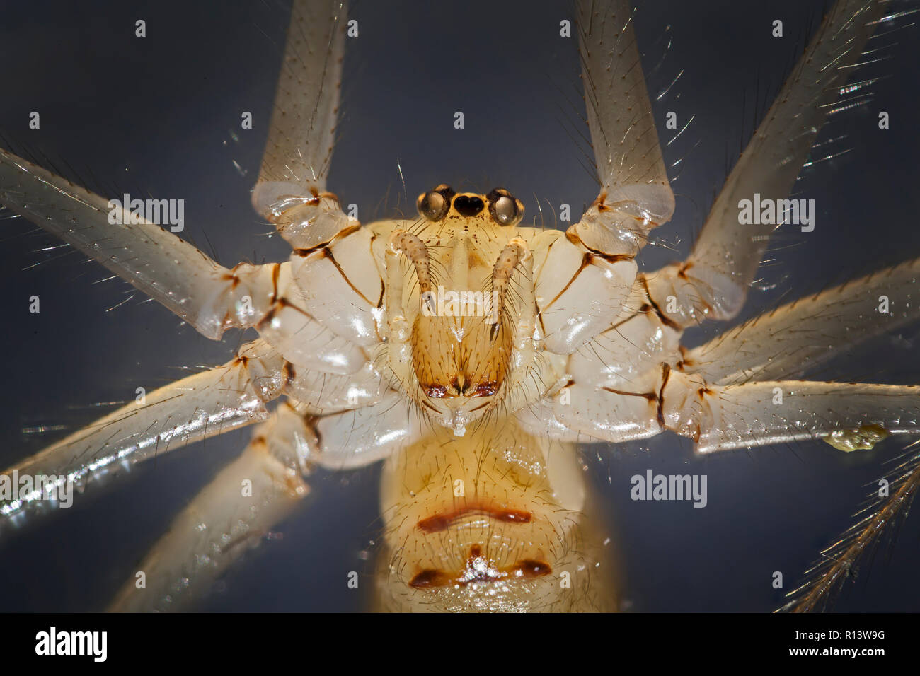 Pholcus phalangioides spider, highly magnified portrait showing palps, mandibles, eyes Stock Photo