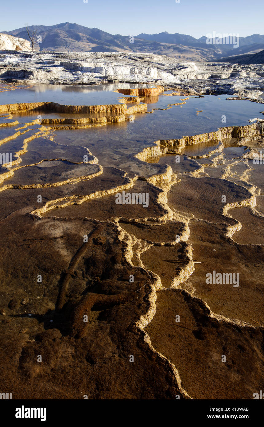 WY03563-00...WYOMING - Upper Terraces of Mammoth Hot Springs in Yellowstone National Park. Stock Photo