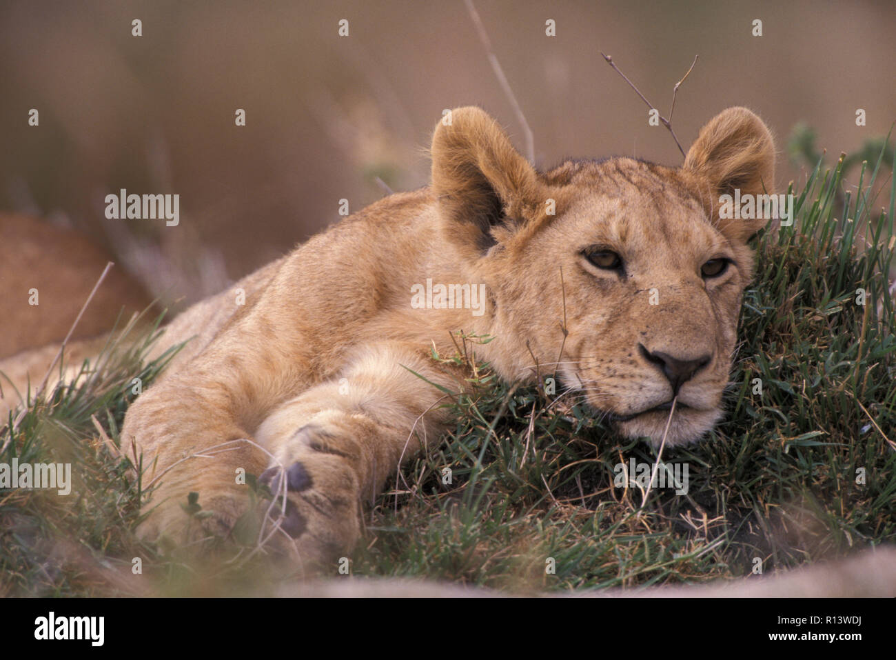NOT 1207116 AFRICAN LION MASAI MARA GAME RESERVE KENYA Stock Photo - Alamy