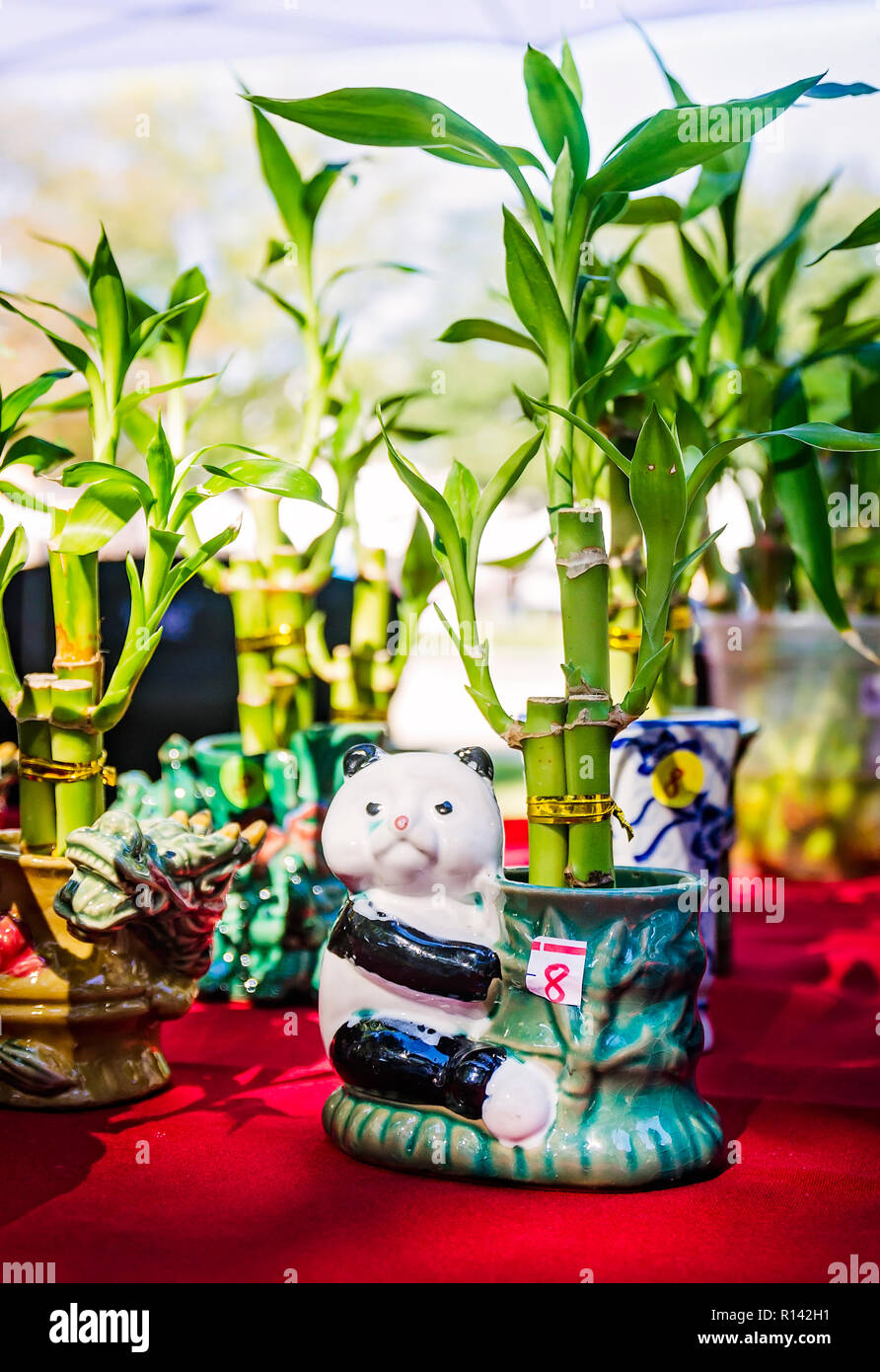 Bamboo plants for sale at Market in the Park in Cathedral Square, Nov