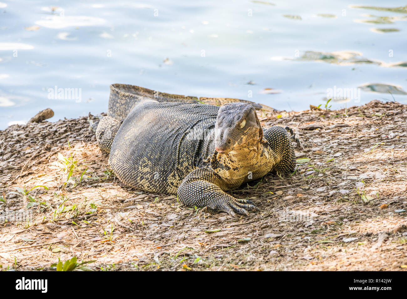 Monitor lizard, varanus, Lumpini park, Bangkok, Thailand Stock Photo