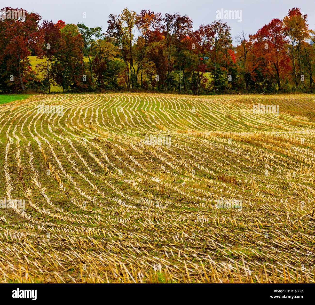 Rows of yellow stalks are all that are left on a recently harvested ...