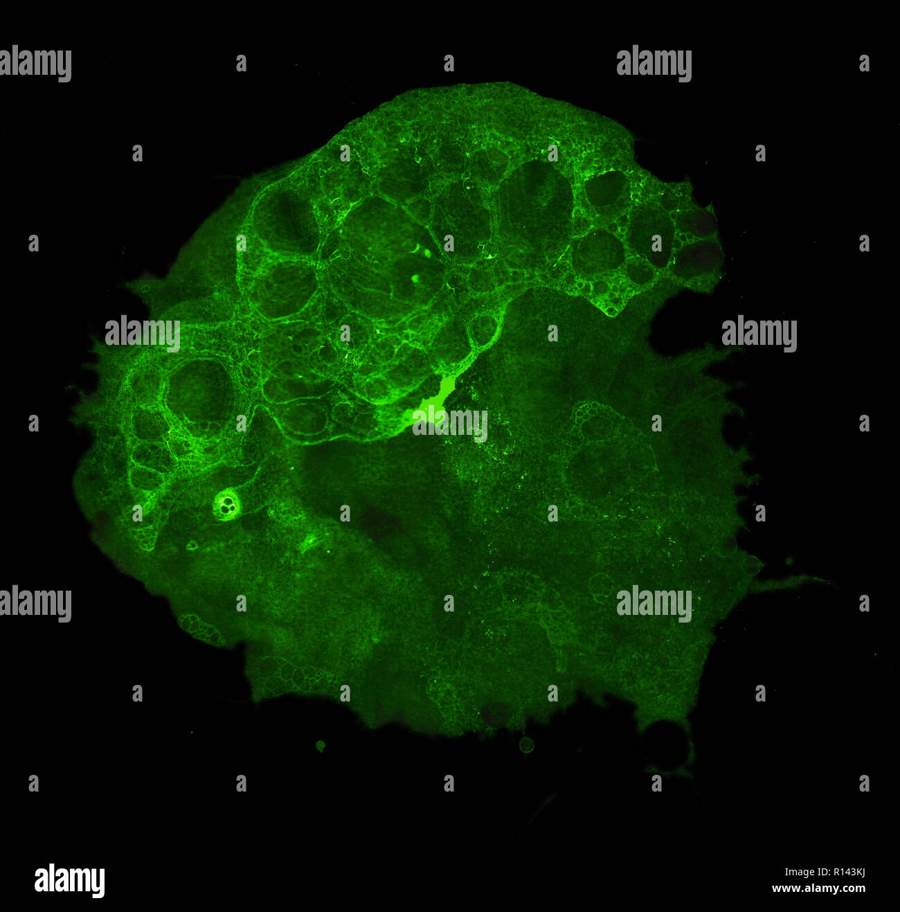 Abstract grunge cellular background against black Stock Photo