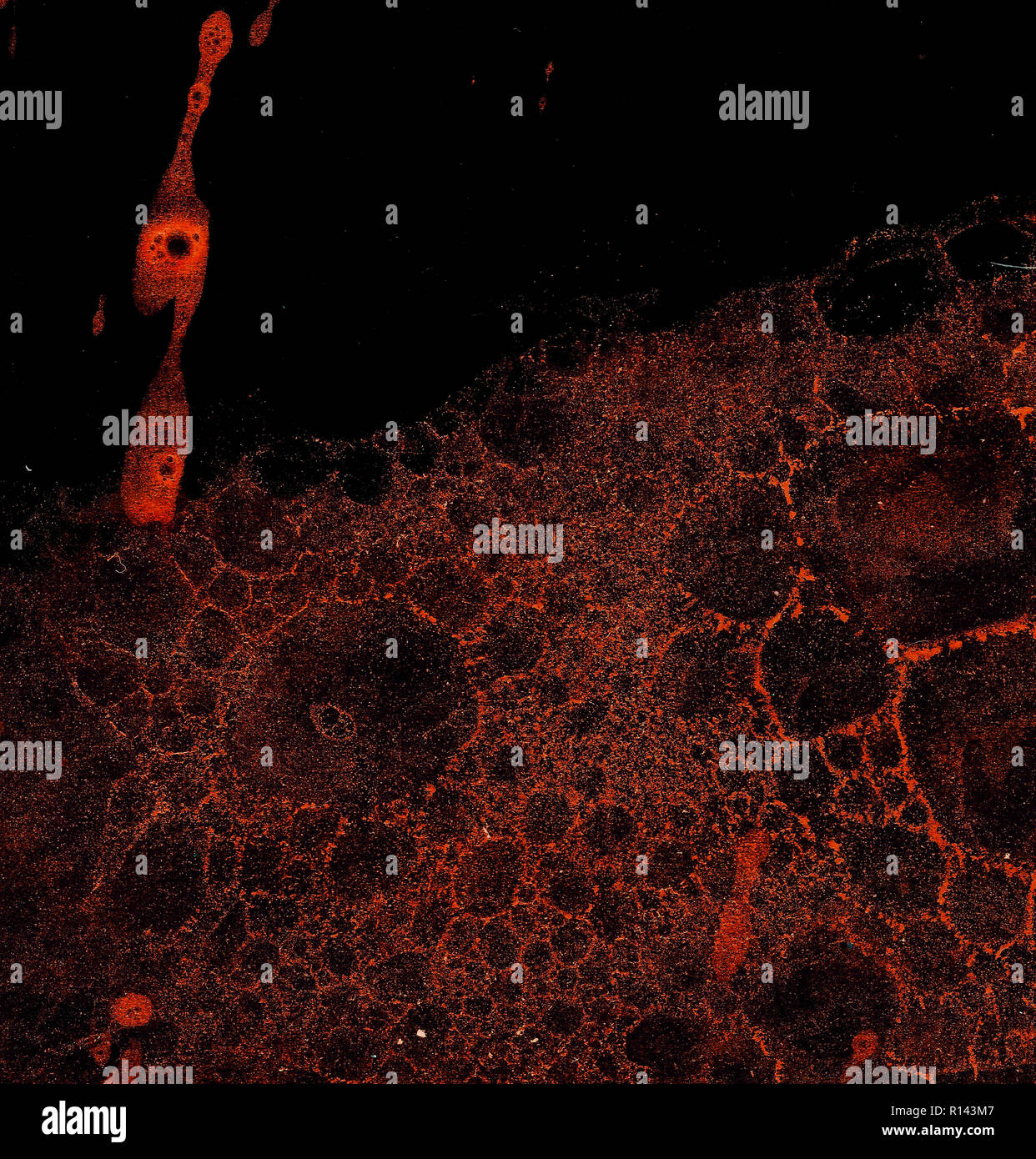 Abstract grunge cellular background against black Stock Photo