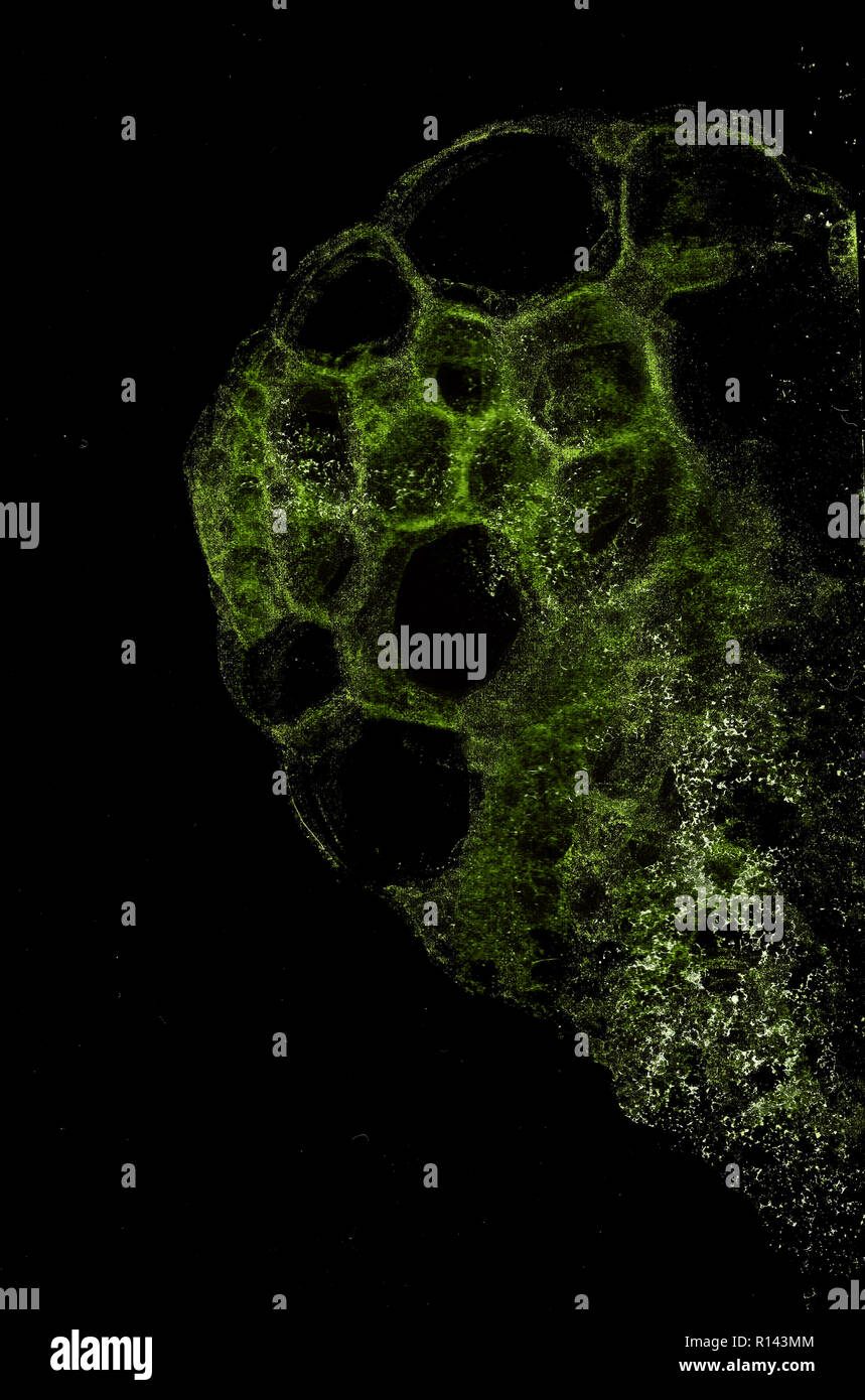 Abstract grunge cellular background against black Stock Photo - Alamy