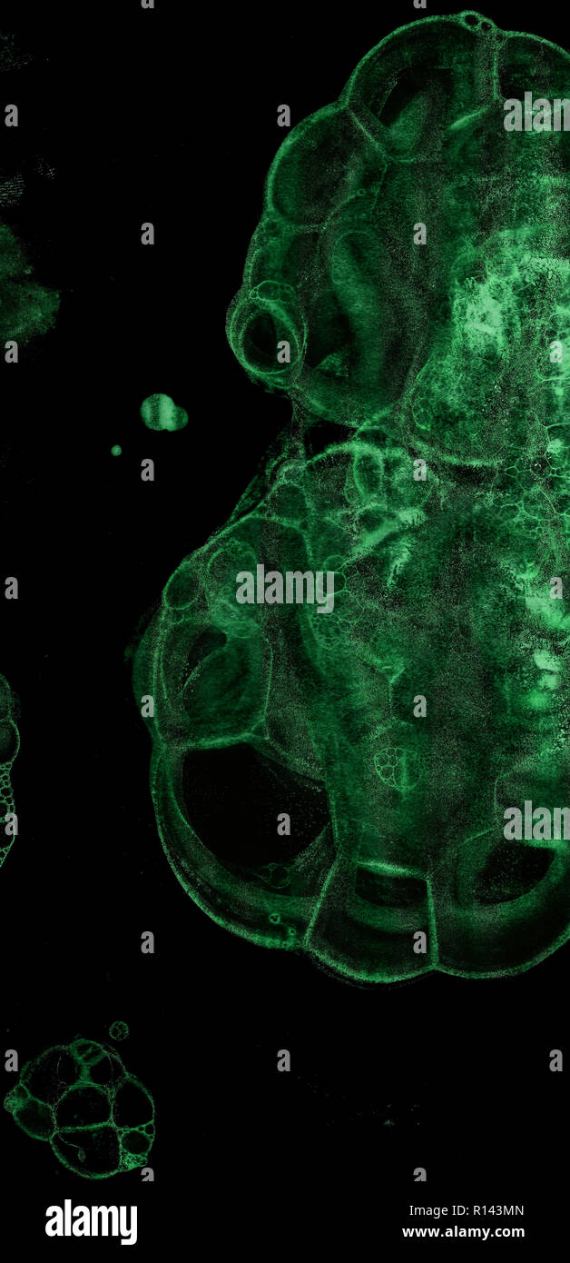 Abstract grunge cellular background against black Stock Photo