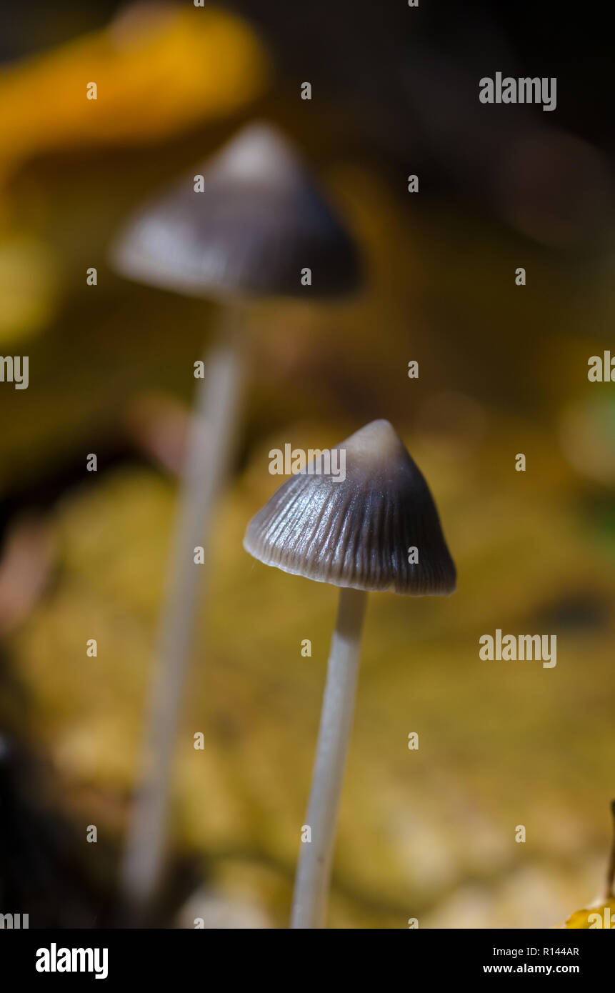 Grey forest mushrooms hi-res stock photography and images - Alamy