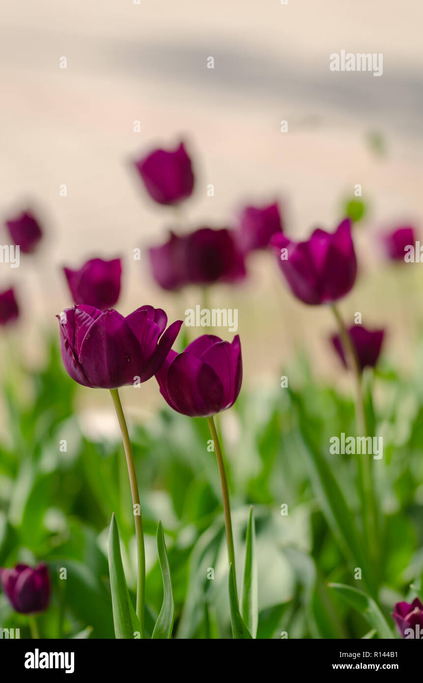 Flower tulips background. Beautiful view of purple tulips under sunlight landscape of spring or summer. Stock Photo