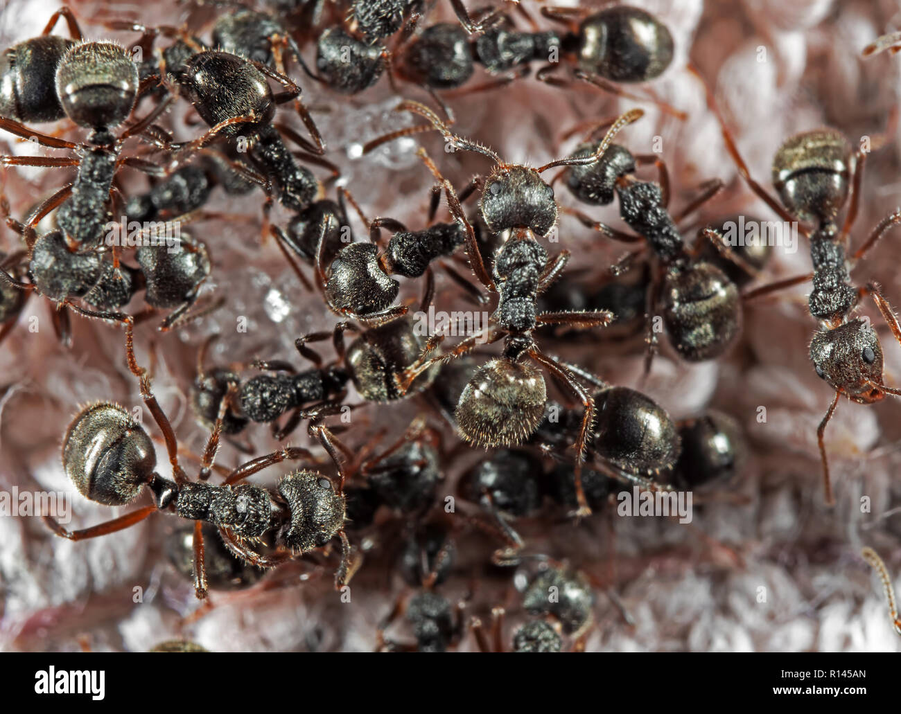 Macro Photography of Group of Black Garden Ants Searching for food Stock Photo