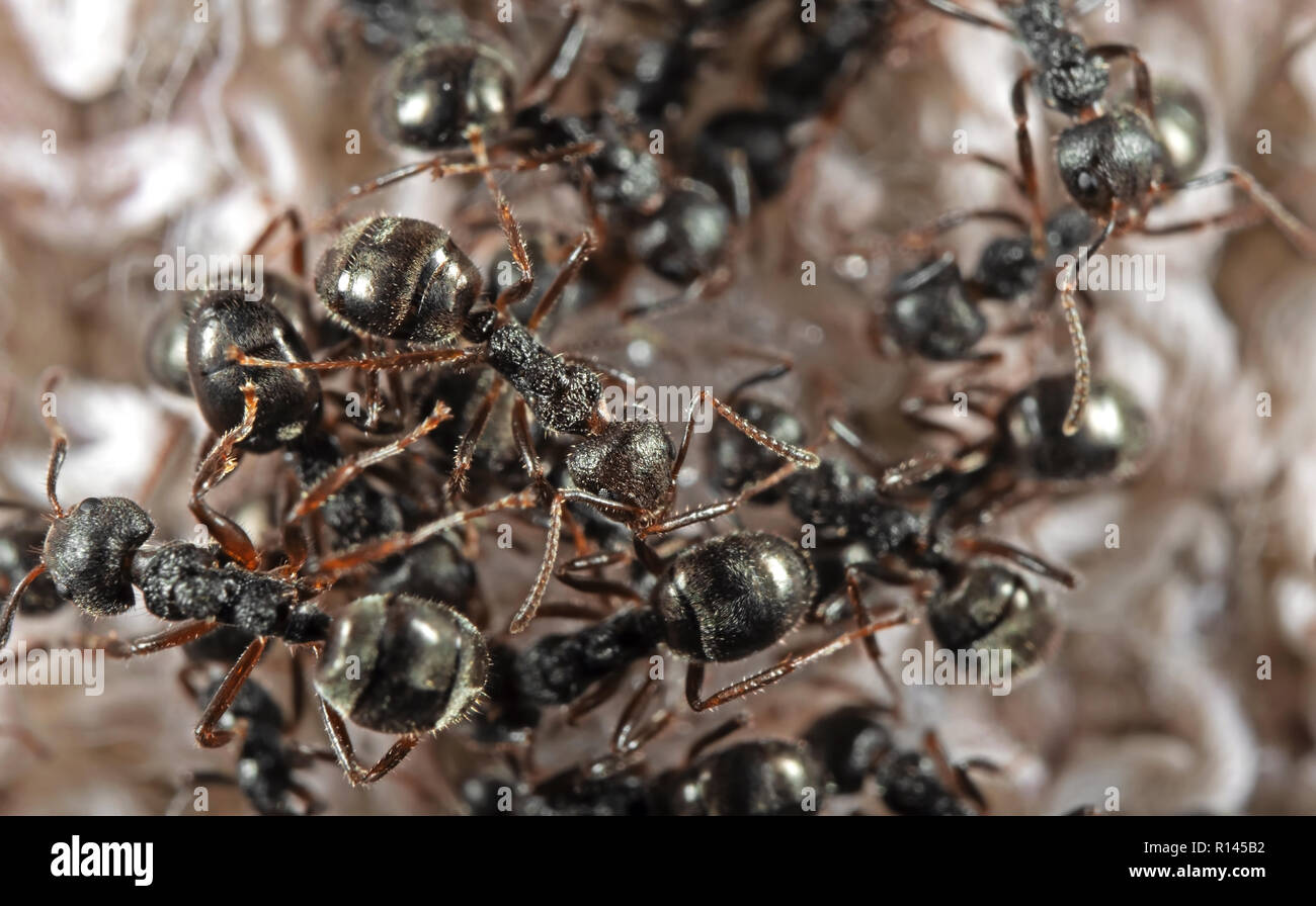 Macro Photography of Group of Black Garden Ants Searching for food Stock Photo