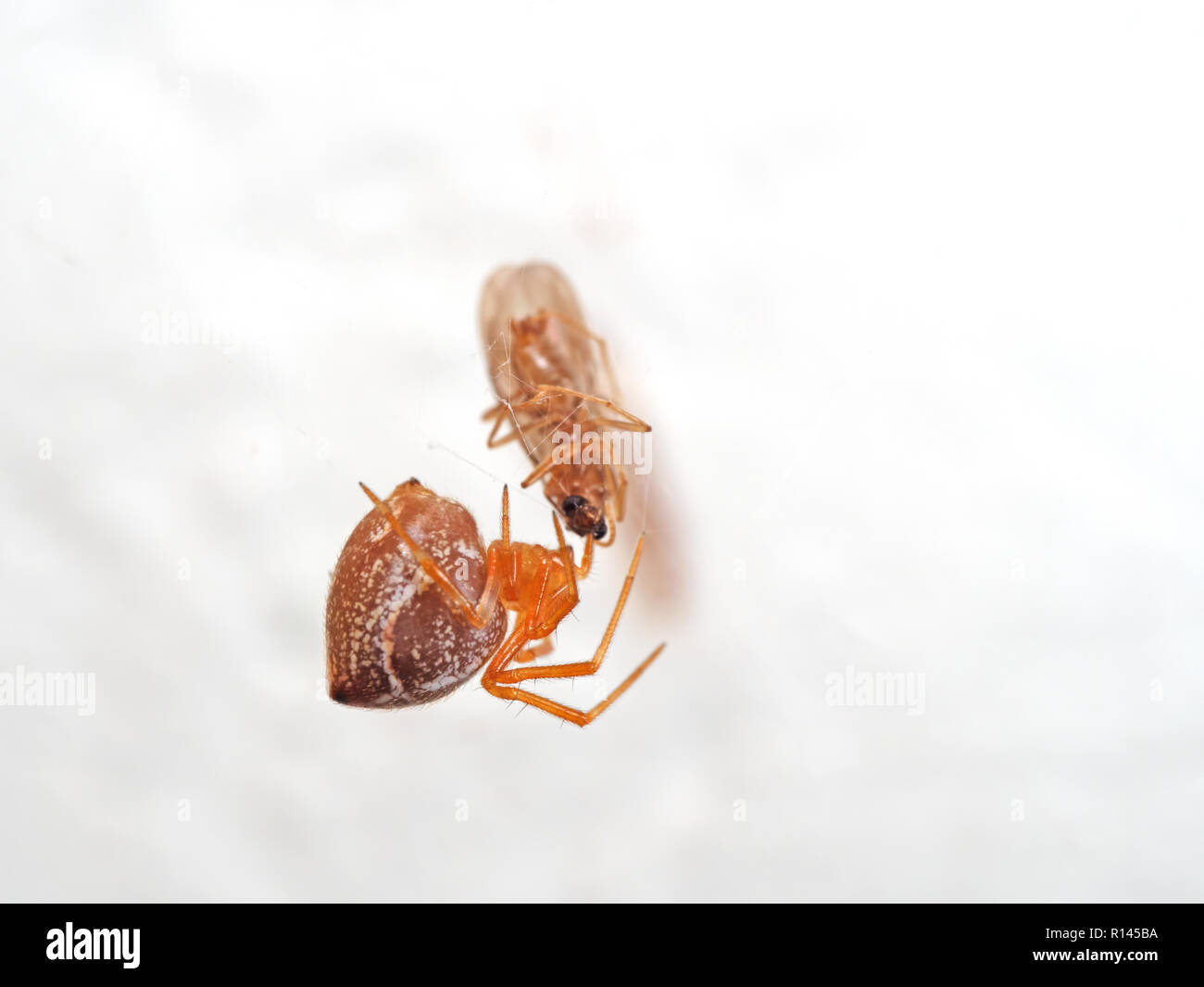 Macro Photography of Orange Spider on Web with Prey Isolated on Background Stock Photo