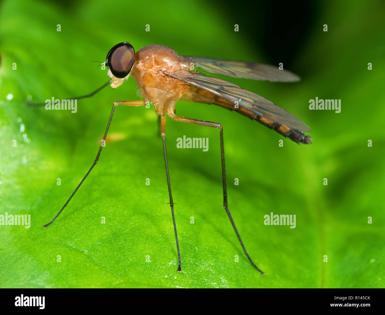 Macro Photography of Orange Robber Fly on Green Leaf Stock Photo