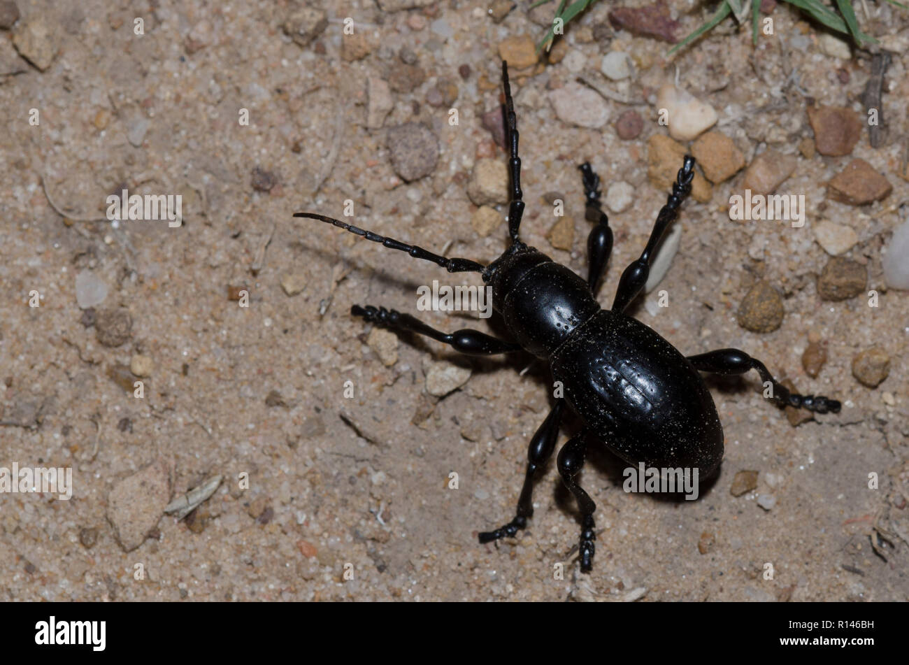 Cactus Longhorned Beetle, Moneilema annulatum Stock Photo