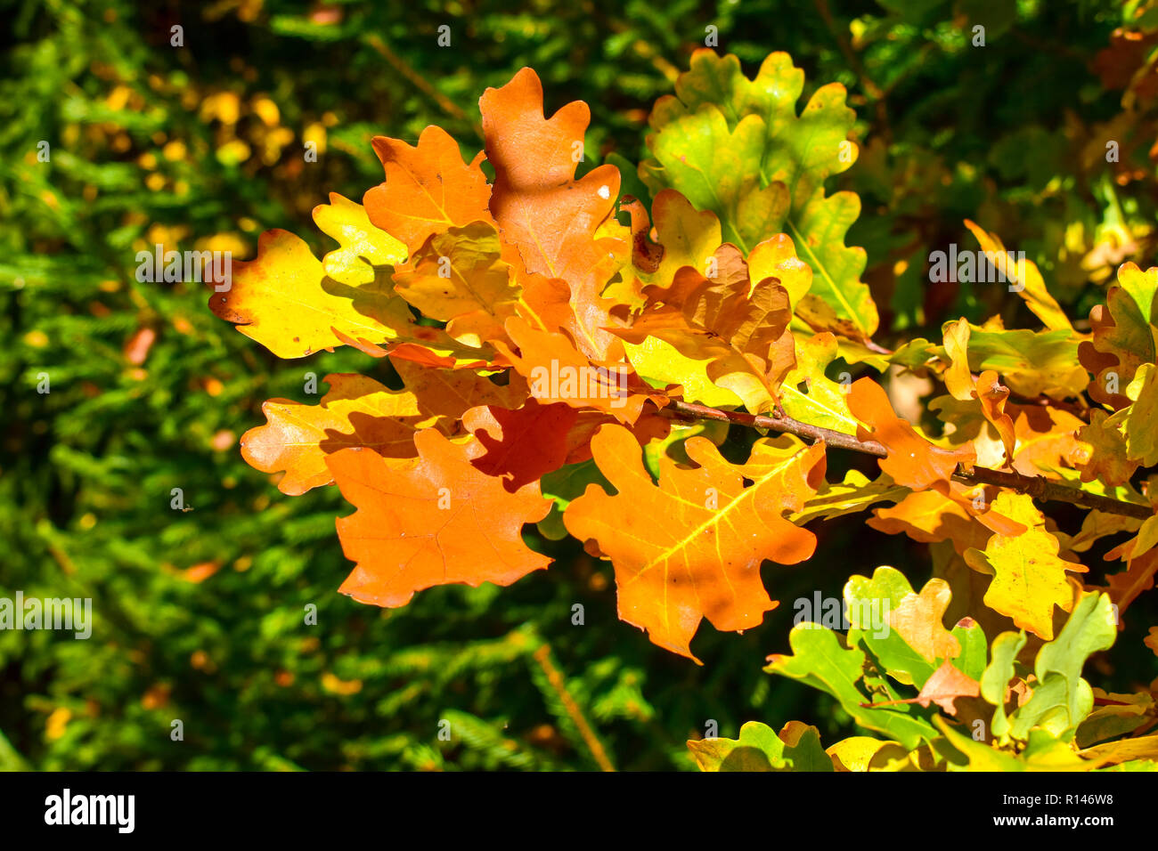 Beautiful huge oak tree hires stock photography and images Alamy