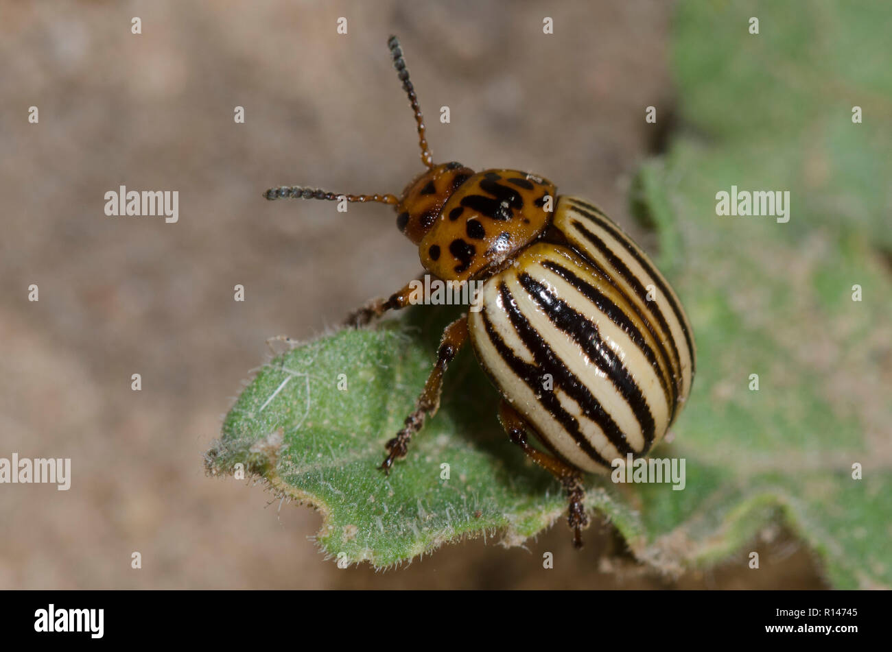 Colorado Potato Beetle, Leptinotarsa decemlineata Stock Photo