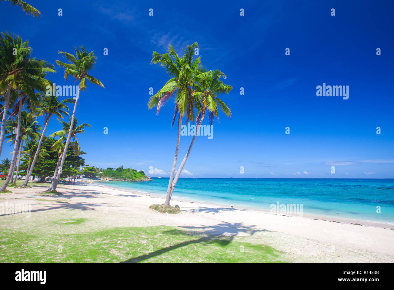 beach and coconut plm tree, Langob beach, Malapascua island, Cebu Stock ...