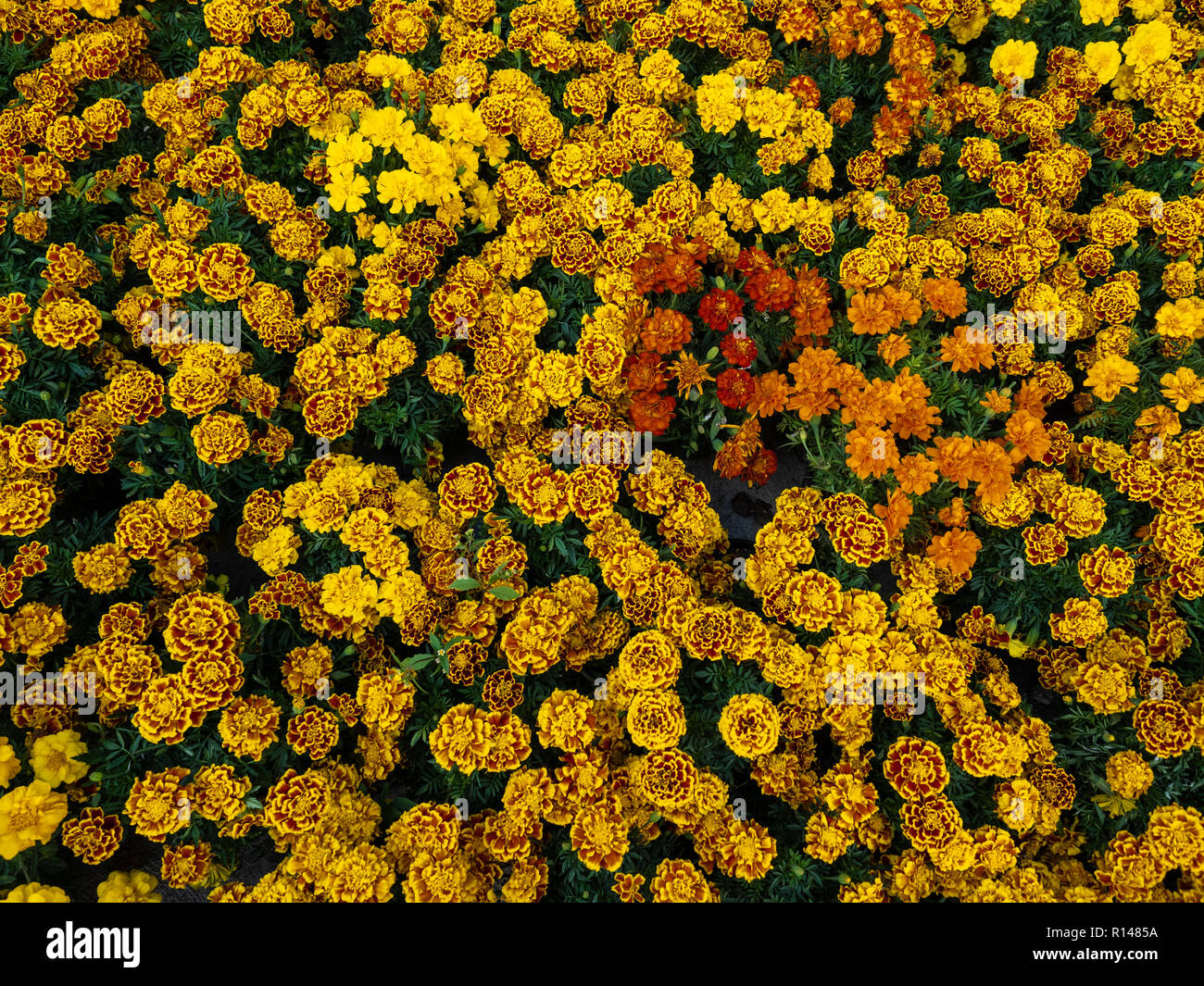 Bright Yellow Marigolds (Tagetes Erecta) for the Day of the Dead Celebration in Colonia San Angel in Mexico City (CDMX) Stock Photo