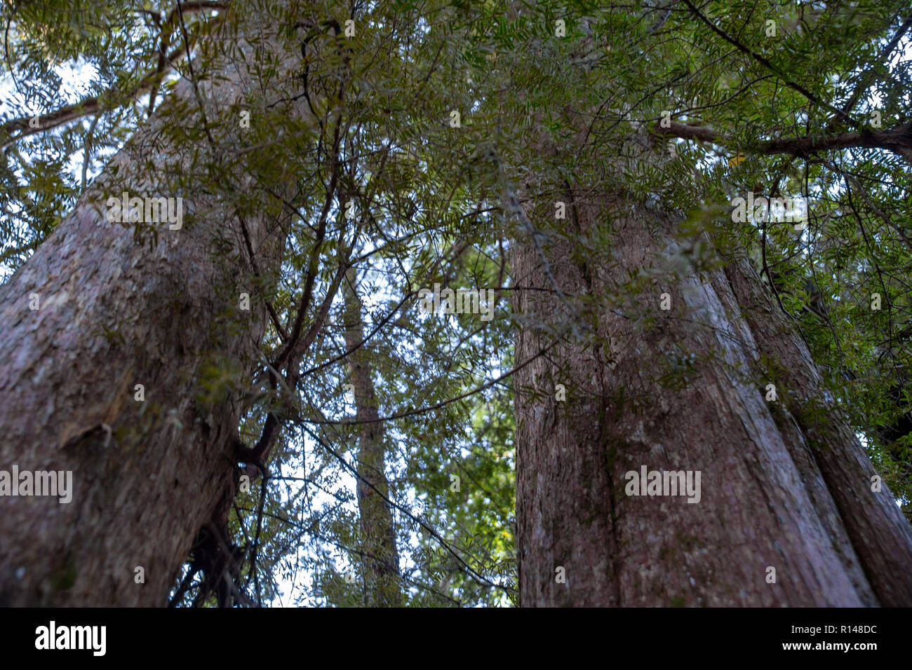 Native trees new zealand hires stock photography and images Alamy