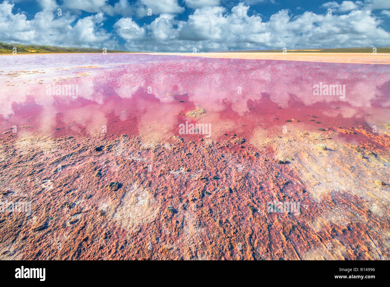 Picturesque shore Pink Salt Lake, Gregory in Western Australia. Blue sky with clouds reflect in Hutt Lagoon between Geraldton and Kalbarri, with a vivid pink color for the presence of algae in summer Stock Photo