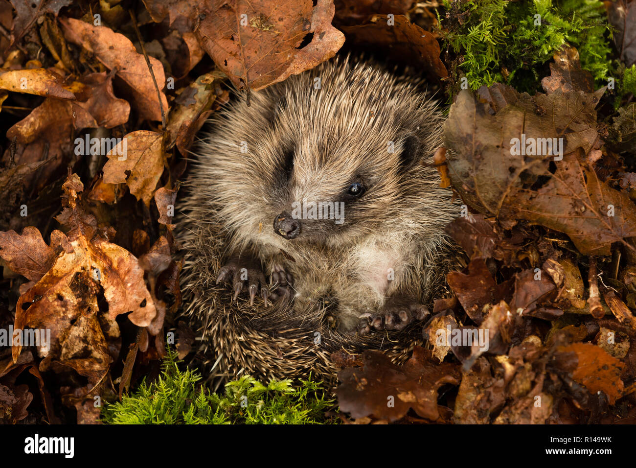 Hibernating Animal Stock Photos & Hibernating Animal Stock