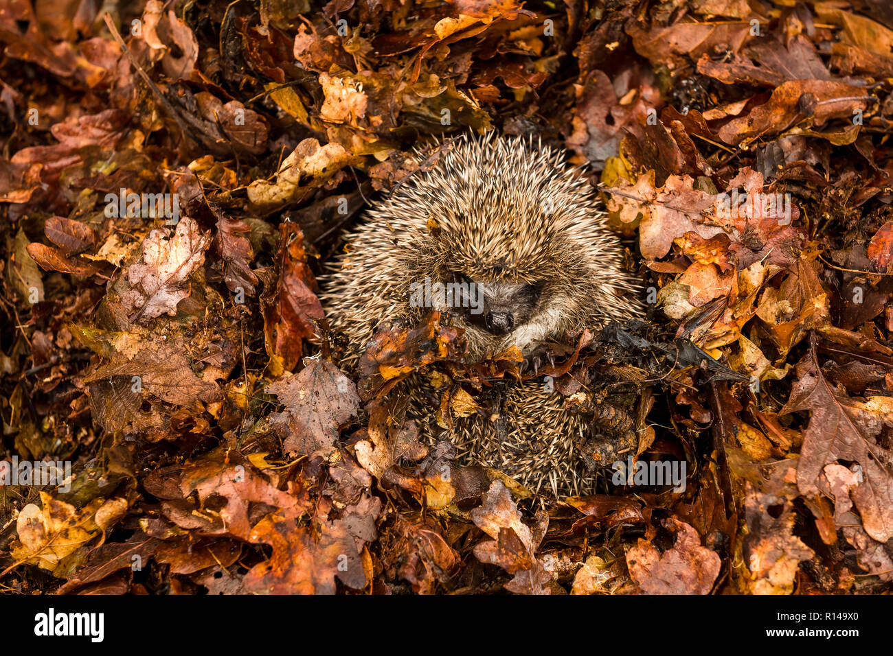 Hedgehog (Erinaceus Europaeus) wild, native, European hedgehog curled into a ball hibernating amongst fallen, golden brown Autumn leaves. Horizontal. Stock Photo