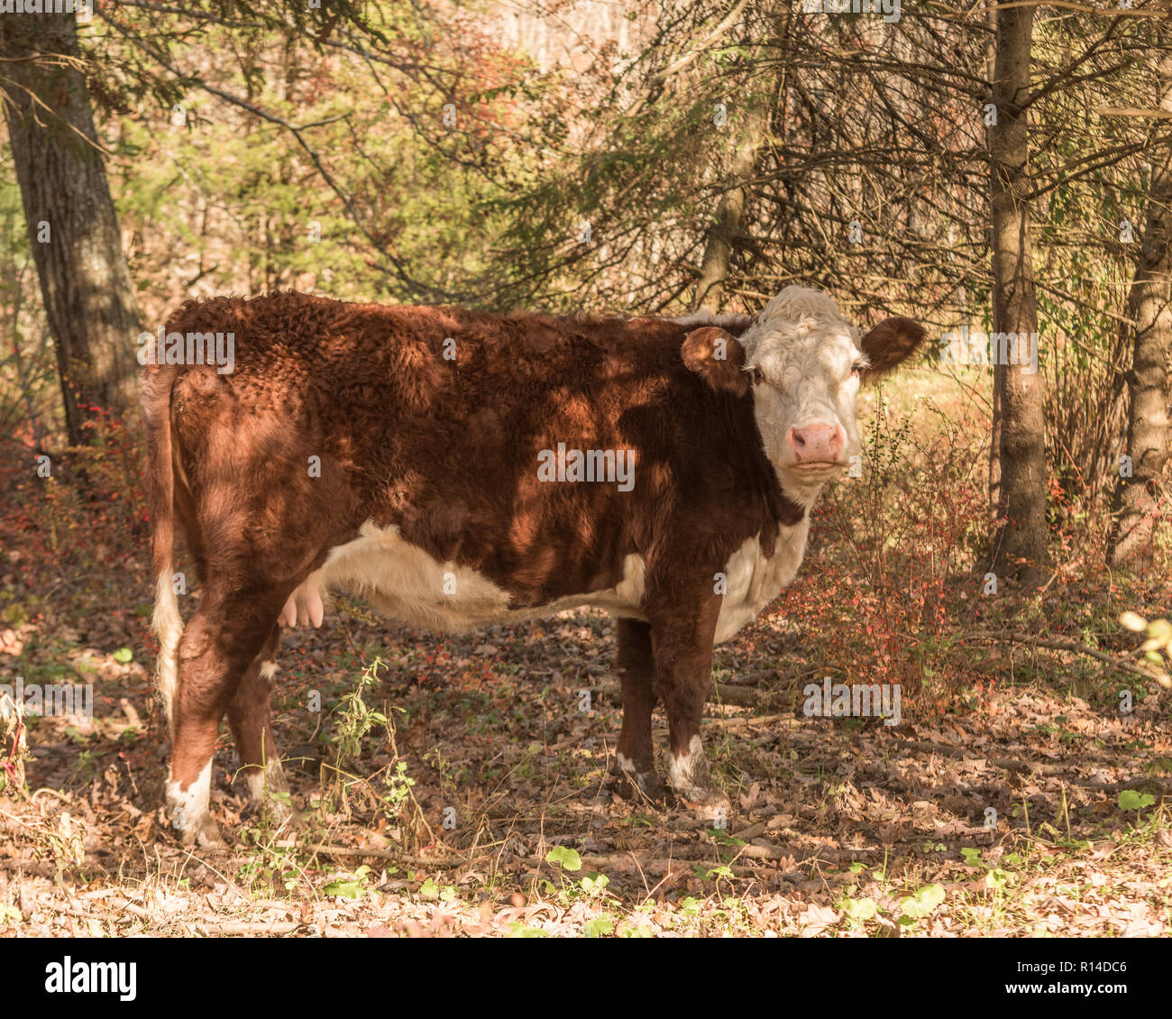 Hereford cow grazing on acorns and grass in autumnal pasture on a sunny autumnal day in New England woods Stock Photo