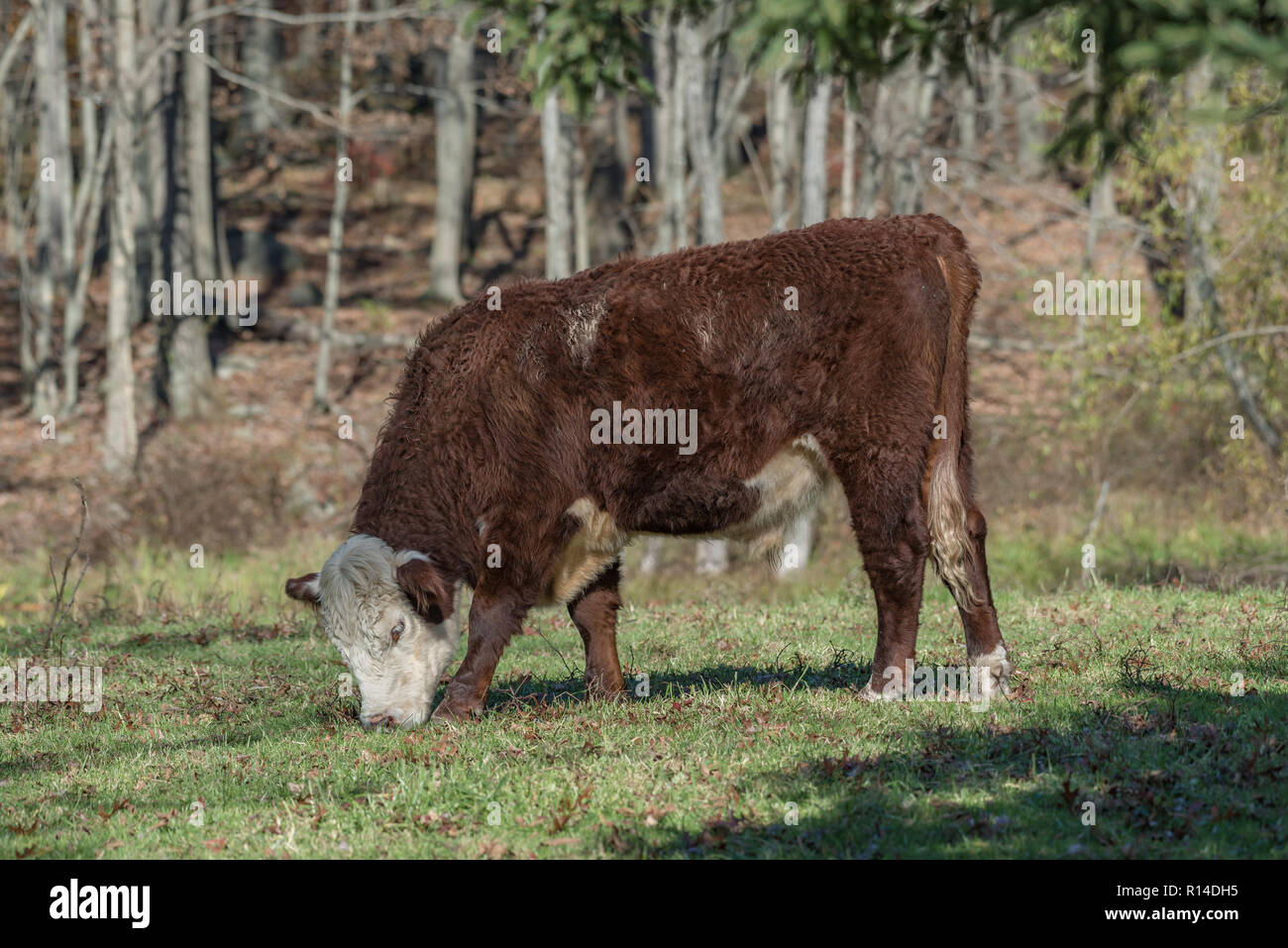 Hereford cow grazing on acorns and grass in autumnal pasture on a sunny autumnal day in New England woods Stock Photo