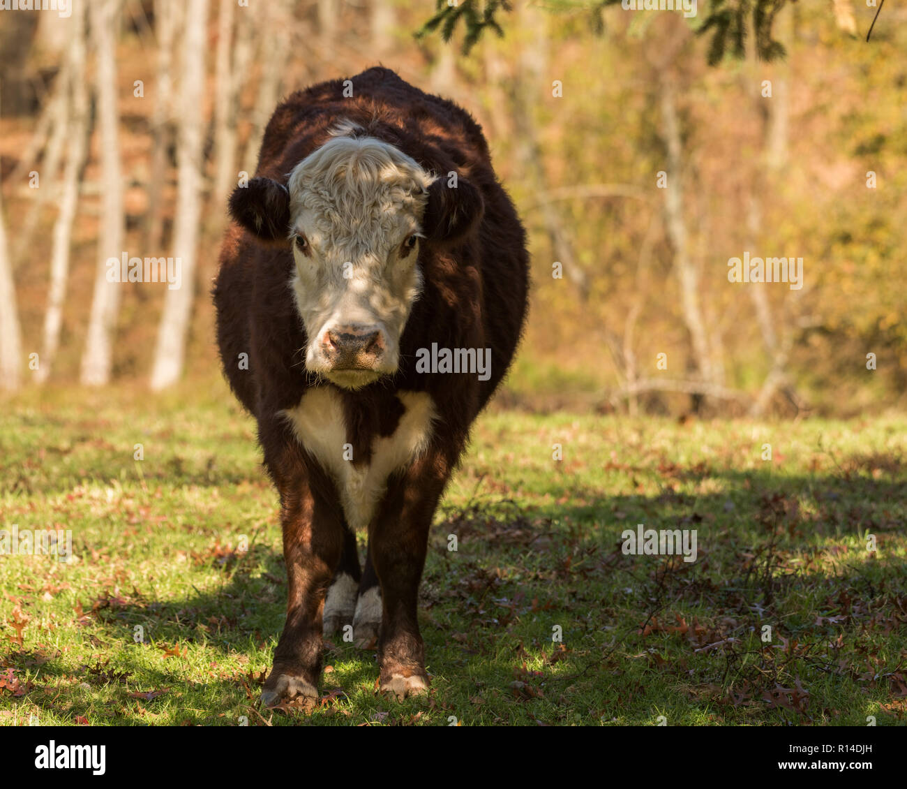 Hereford cow grazing on acorns and grass in autumnal pasture on a sunny autumnal day in New England woods Stock Photo