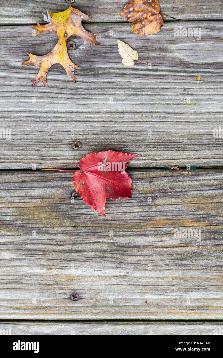 maple leaf on weathered deck boards Stock Photo