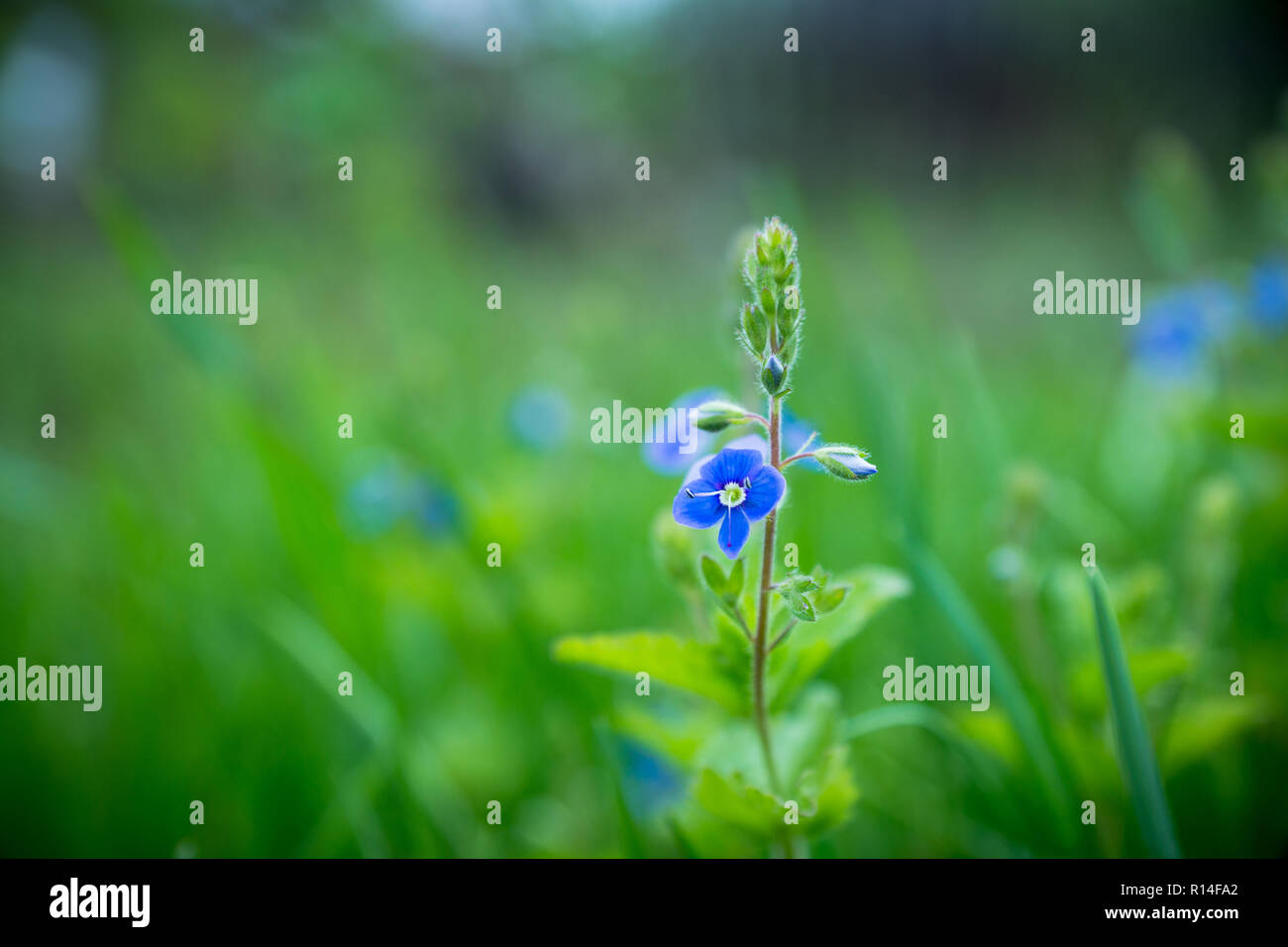 Blooming Veronica Officinalis flower. Shallow depth of field. Stock Photo