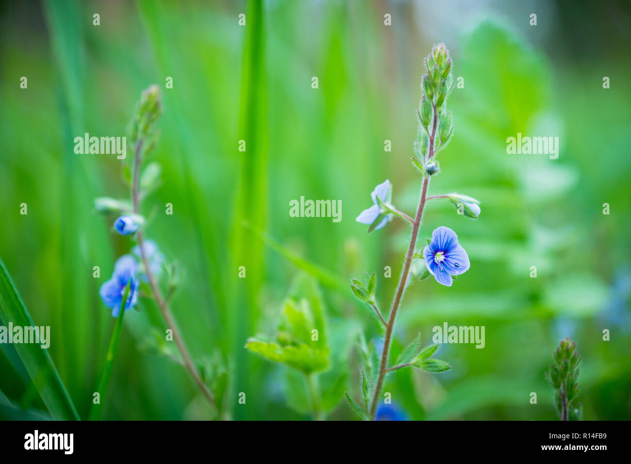 Blooming Veronica Officinalis flower. Shallow depth of field Stock ...