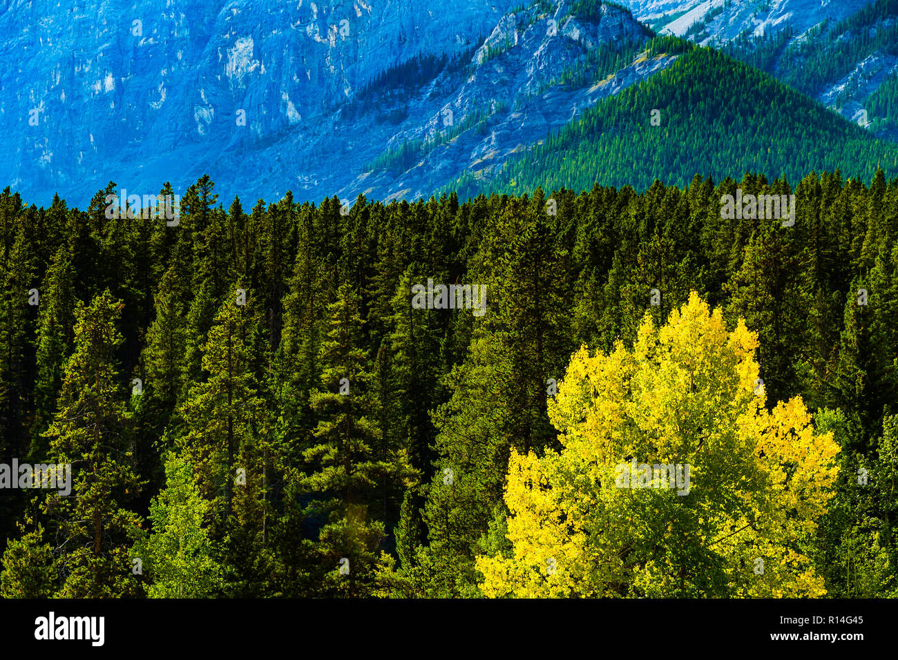 Forest in Fall with mountains and hills in the background Stock Photo ...