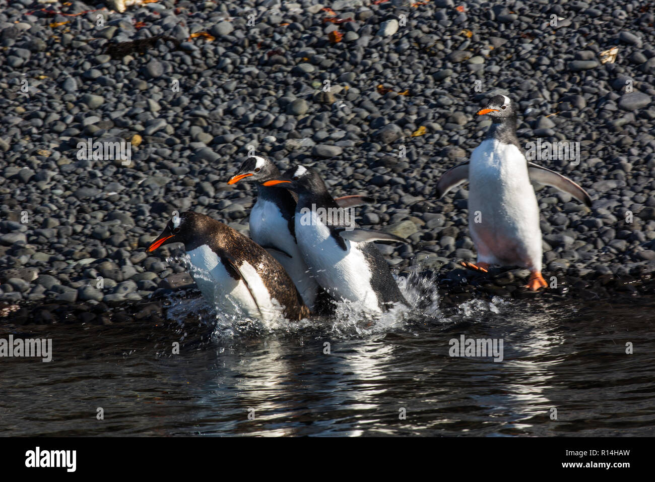 Gentoo penguin Running to the sea Stock Photo